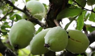 云南的酸木瓜普通话叫什么 药用木瓜学名叫什么