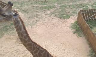 东莞隐贤山庄好玩吗