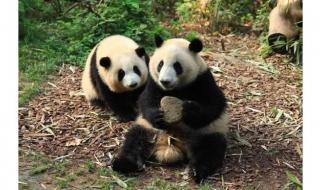 奇一大熊猫被认养了吗 棕色大熊猫被认养
